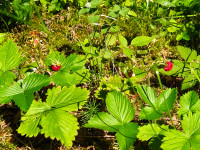 frysavsky-kopec-25-07-05-12-04-16-puzdawwhuf.jpg