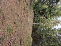 vysoky-kopec-26-10-17-12-32-12-i1xkdb7v0t.jpg